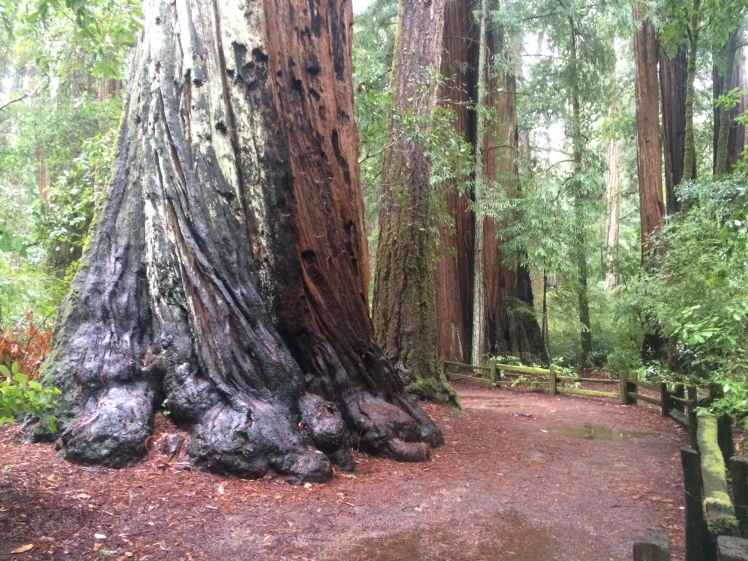 redwoods_path
