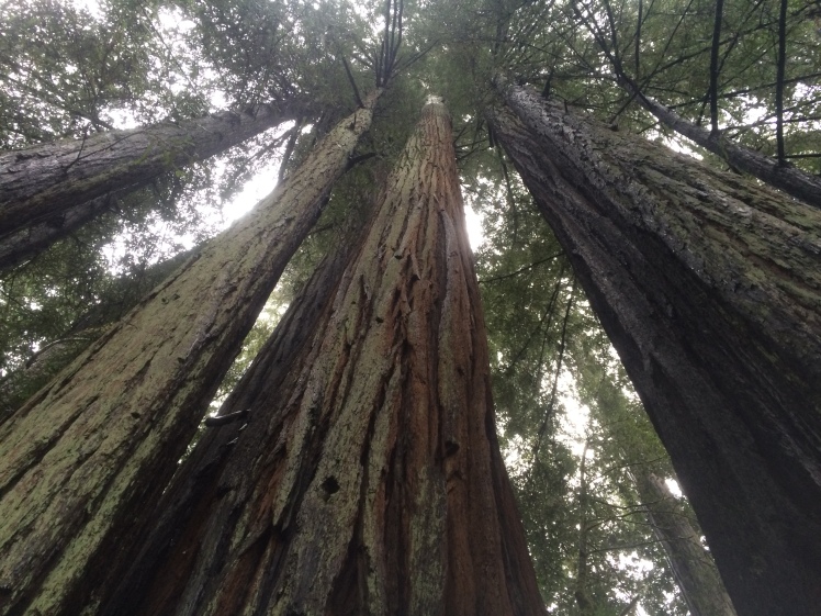 redwoods_up
