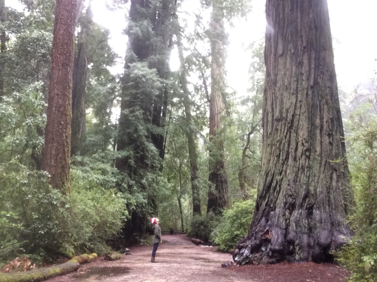 redwoods_wolo
